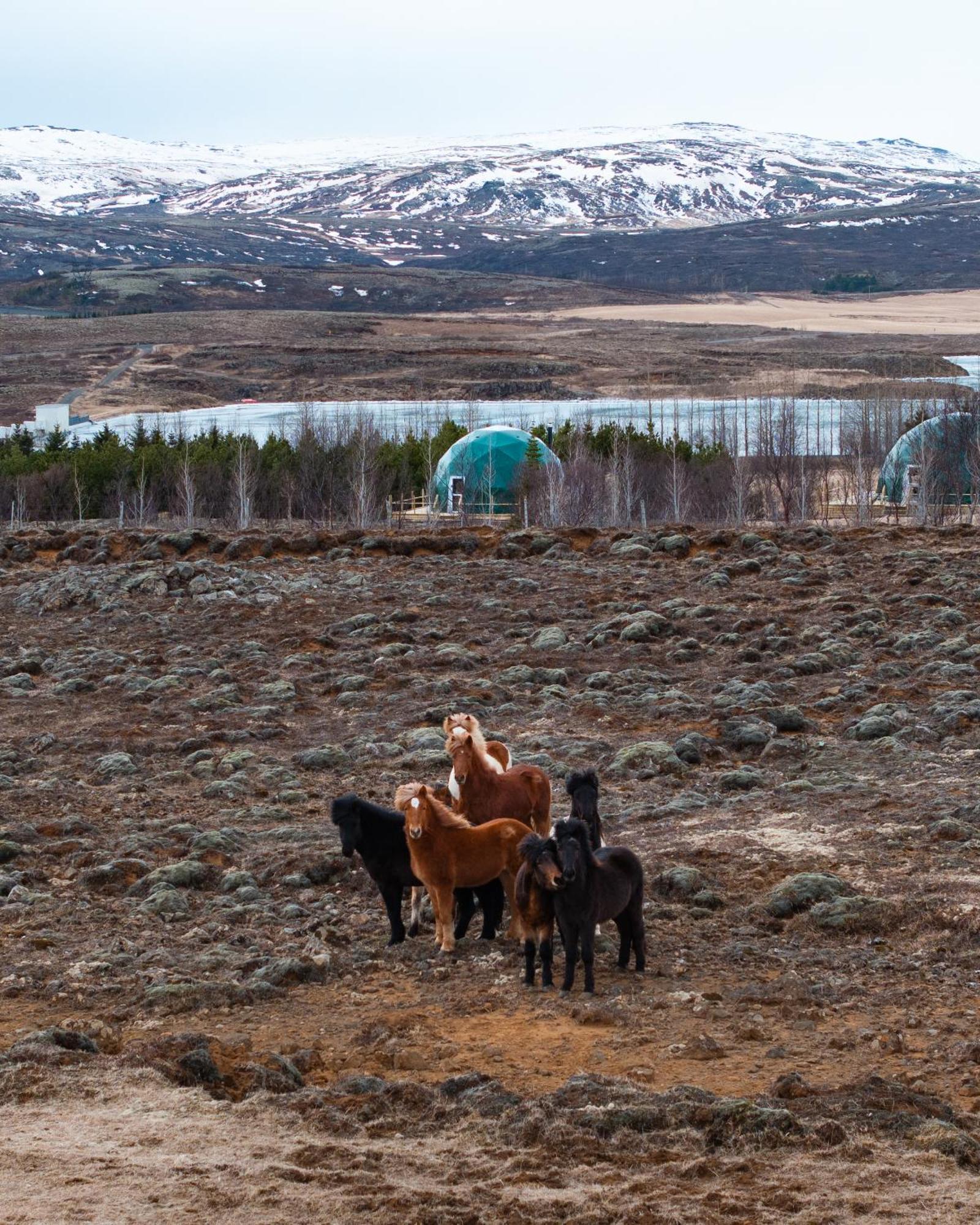 Golden Circle Domes - Lake View Selfoss Exterior foto